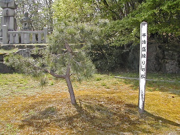 平清盛縁りの松