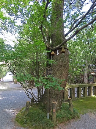 安宅住吉神社にある弁慶逆植之松